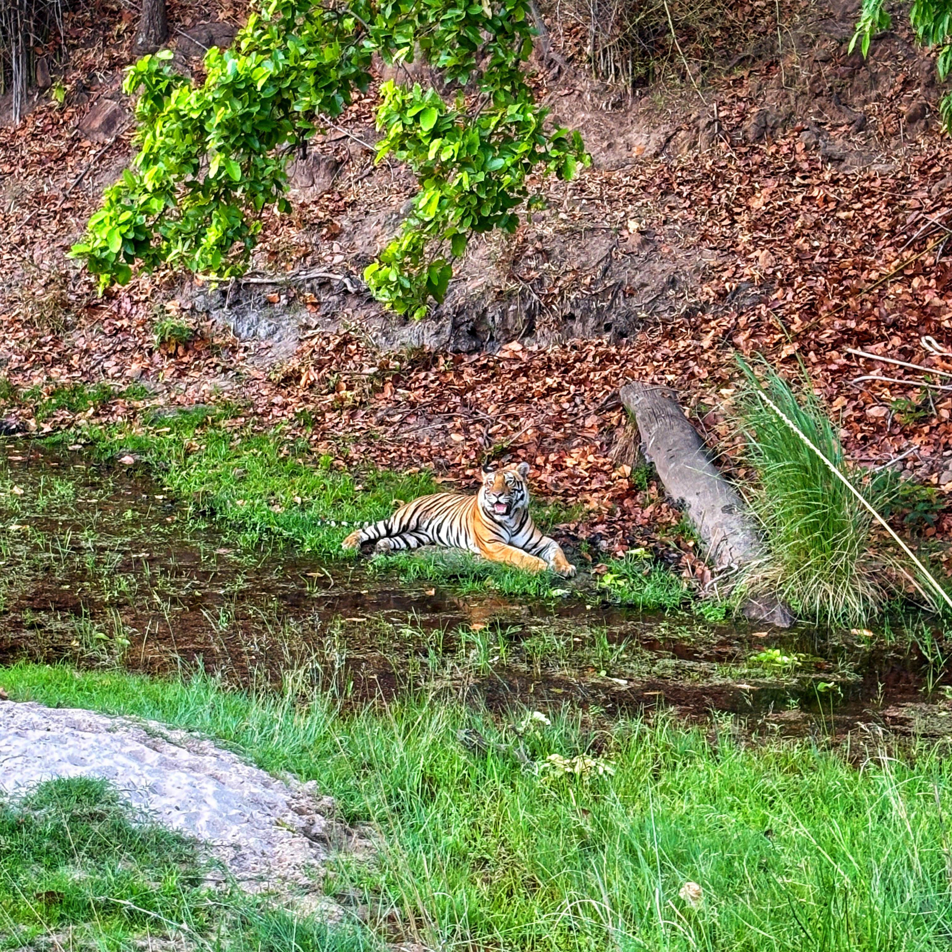 My Bandhavgarh adventure: A date with the jungle king!